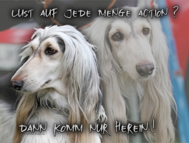 Hundewarnschild Afghane #6