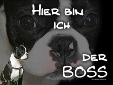 Hundewarnschild Boston Terrier #6