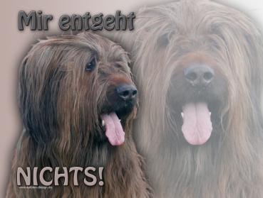 Hundewarnschild Briard (Berger de Brie) #6