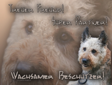 Hundewarnschild Laekenois (Belgischer Schäferhund) #1