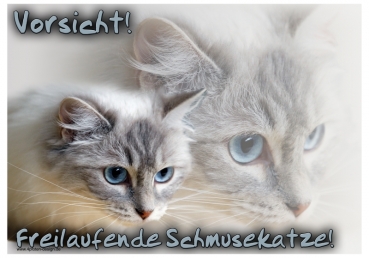 Katzenschild Ragdoll #1