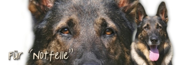 Personalisiertes Sparschwein – Deutscher Schäferhund Design, Mit Gravur Deines Namens/Nachricht