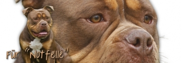 Spardose Old English Bulldog #1