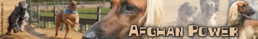 Aufkleber Afghane (Afghanischer Windhund) #2