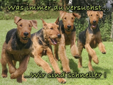 Hundewarnschild Airedale Terrier #4