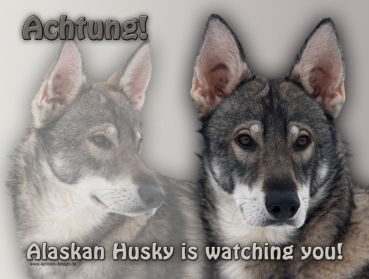 Hundewarnschild Alaskan Husky #1