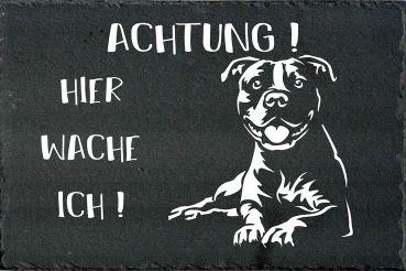 American Staffordshire Terrier