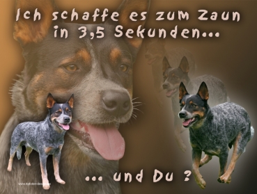 Hundewarnschild Australian Cattle Dog (Blue Heeler) #2