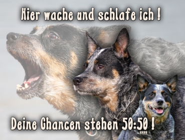 Hundewarnschild Australian Cattle Dog (Blue Heeler) #3