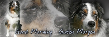 Fototasse Australian Shepherd #1