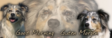 Fototasse Australian Shepherd #4