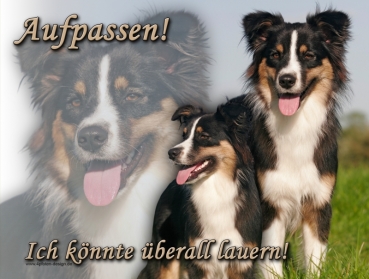 Aluminiumschild Australian Shepherd