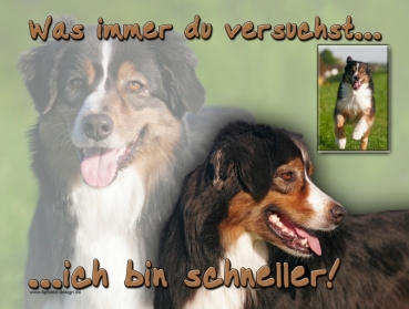 Aluminiumschild Australian Shepherd