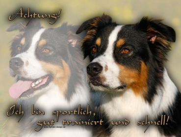 Hundewarnschild Australian Shepherd #13