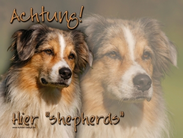 Hundewarnschild Australian Shepherd #14