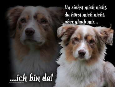 Hundewarnschild Australian Shepherd #16