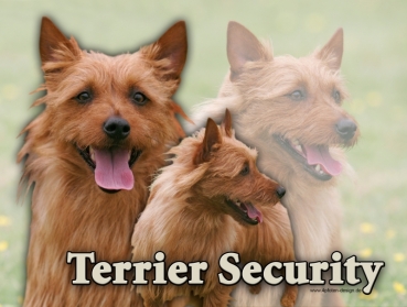 Hundewarnschild Australian Terrier #2