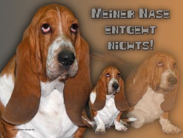 Hundewarnschild Basset Hound #1