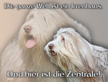 Hundewarnschild Bearded Collie #2