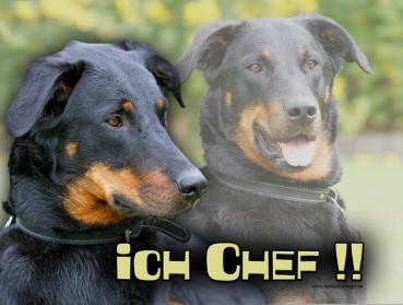 Hundewarnschild Beauceron (Berger de Beauce) #2