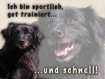 Hundewarnschild Berger des Pyrénées (Pyrenäenschäferhund) #6