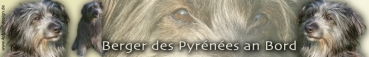 Aufkleber Pyrénéenschäferhund (Berger des Pyrénées) #2