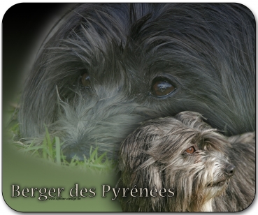 Mousepad Berger des Pyrénées (Pyrenäenschäferhund) #1