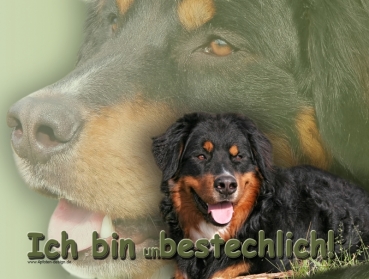 Hundewarnschild Berner Sennenhund #3