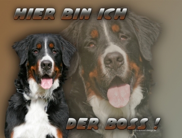 Hundewarnschild Berner Sennenhund #4