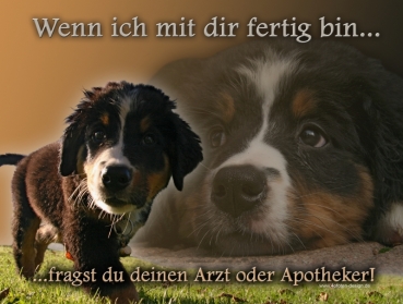 Hundewarnschild Berner Sennenhund #6