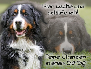 Hundewarnschild Berner Sennenhund #10