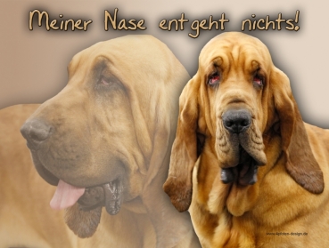 Hundewarnschild Bloodhound #1