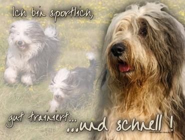 Hundewarnschild Bobtail #2