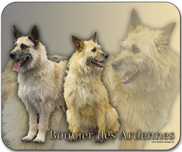 Mousepad Bouvier des Ardennes (Ardennen-Treibhund) #1