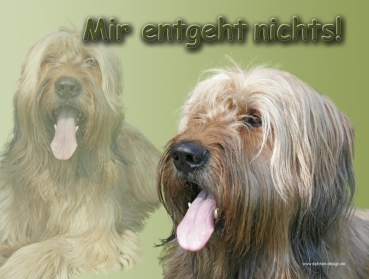 Hundewarnschild Briard (Berger de Brie) #4