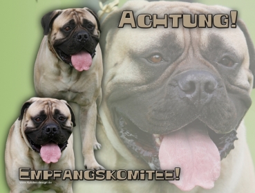 Hundewarnschild Bullmastiff #1