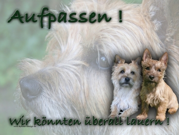 Hundewarnschild Cairn Terrier #6