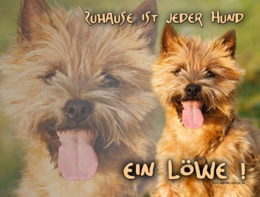 Hundewarnschild Cairn Terrier #8