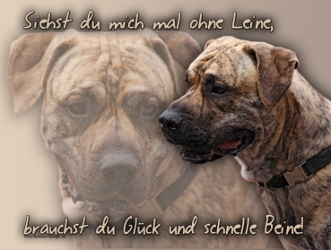 Hundewarnschild Cane Corso #3