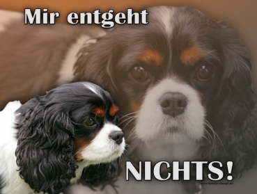 Hundewarnschild Cavalier King Charles Spaniel #1