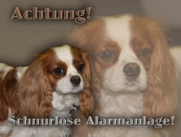 Hundewarnschild Cavalier King Charles Spaniel #4