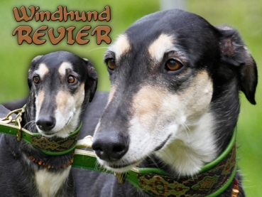 Hundewarnschild Chart Polski (Polnischer Windhund) #4