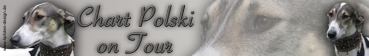 Aufkleber Chart Polski (Polnischer Windhund) #1