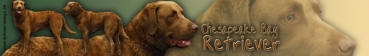 Aufkleber Chesapeake Bay Retriever #1