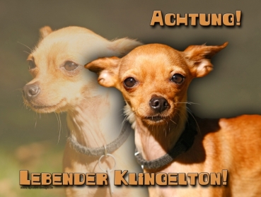 Hundewarnschild Chihuahua #3