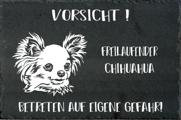 Schieferplatte Chihuahua (Langhaar)