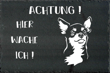 Schieferplatte Chihuahua (Kurzhaar)