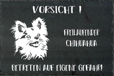 Schieferplatte Chihuahua (Langhaar)