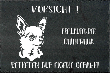 Schieferplatte Chihuahua (Kurzhaar)