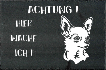 Schieferplatte Chihuahua (Kurzhaar)